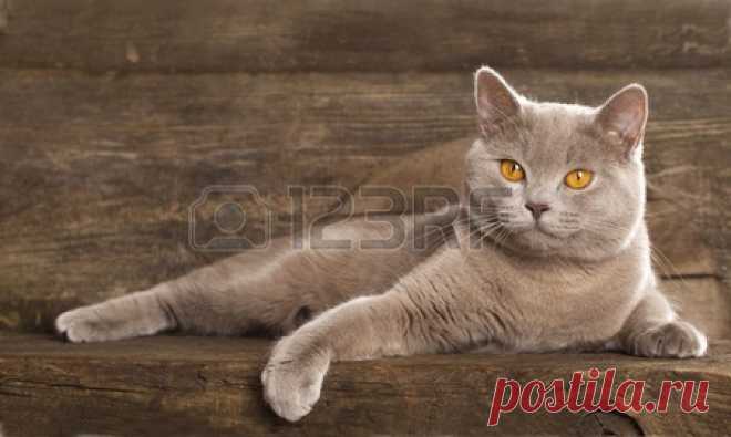 Stock Photo - British cat, rare color (lilac), sitting in front of vintage background