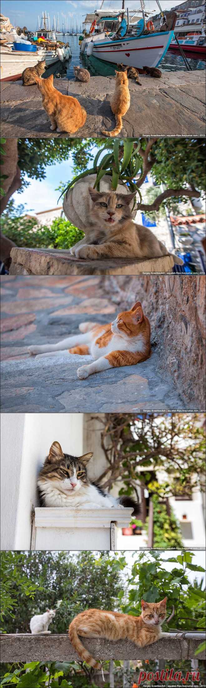 &raquo; Суровые кикладские коты Это интересно!