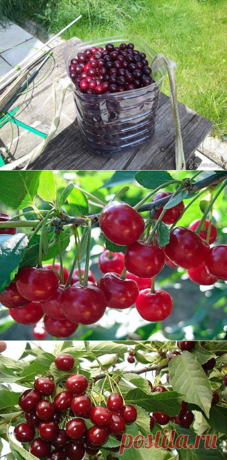 Эти подкормки многократно увеличат урожай вишни! | 6 соток