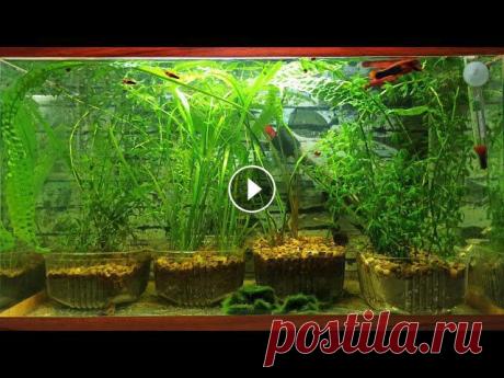 СТРИЖКА И ПЕРЕСАДКА РАСТЕНИЙ В АКВАРИУМЕ! Всем привет. ================= Сегодня я вам покажу как я делаю стрижку и пересадку растений в своём аквариуме. ================= Если вам понравилось...