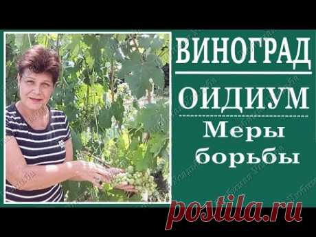 Оидиум на винограде   Срочные меры Лечение оидиума
