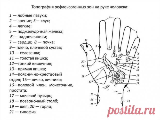 Важно понимать ценность снаТочки здоровья на пальцах
Точки на большом пальце соответствуют за сердце и легкие. Учащенное сердцебиение можно постепенно исправить с помощью массажа этого пальца.
Указательный палец Отвечает за работу ЖКТ. Боли в животе, трудности при пищеварении можно легко преодолеть, массируя указательный палец.
Средний палец Циркуляция крови - его забота. При тошноте, головокружении или бессоннице просто помассируй средний палец.
Безымянный палец Этот пале...
