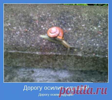ДОРОГУ ОСИЛИТ ИДУЩИЙ!