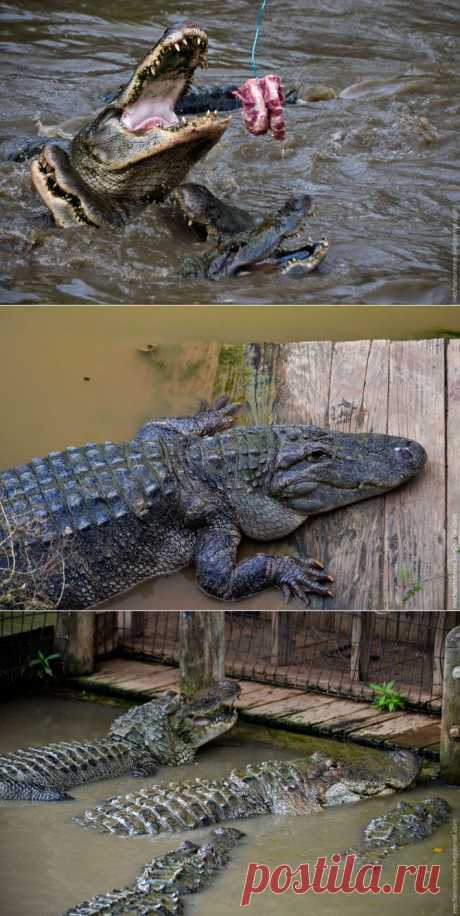 Как выращивают аллигаторов | Уши, лапы, хвост