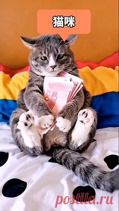 cat funny video #funny #shorts #youtubeshorts #viral#funnyvideo #funnyvideos #memes #funnymemes #meme #comedy #funnymeme #tiktok #fun #funnyshit #memesdaily ...