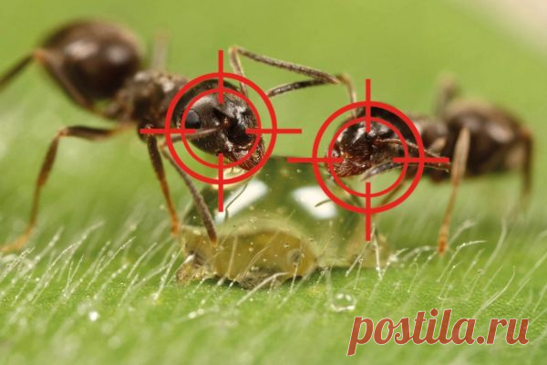 Выгнала муравьев с огорода за два часа! Я хочу рассказать вам о том, как в прошлом году выгнала из своего участка муравьев. Причем ушли они от меня буквально за два часа. Сама была очень этим удивлена.

А сделала я вот что. Наполнила ведро сорной травой с огорода и залила его водой. Поставила на солнце бродить и даже не накрывала. Когда