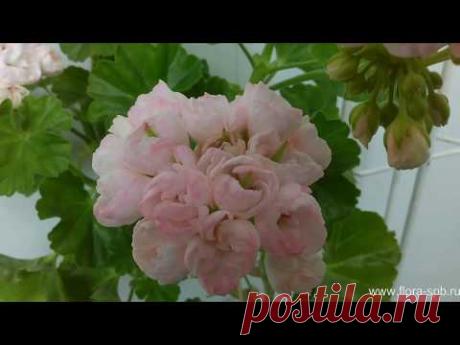 Marbacka Tulpan - тюльпановидная пеларгония. Коллекция Свирской Елены.