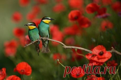 Мир птиц Радослава Цветкова