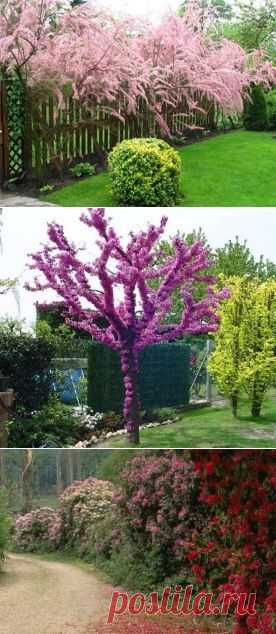 (12) Одноклассники