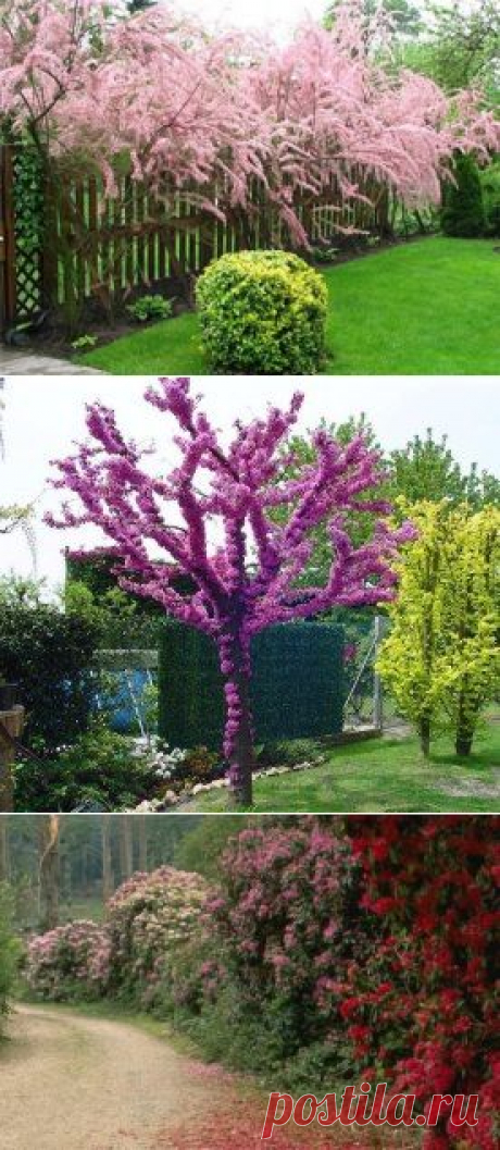 (12) Одноклассники