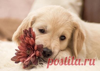 Недержание мочи у собак и кошек