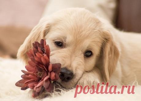 Недержание мочи у собак и кошек