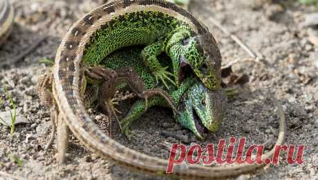 Ящерицы заставили усомниться в разнообразии форм жизни на Земле 
Когда далёкие с точки зрения биологической систематики виды приспосабливаются к одним и тем же условиям жизни, у них часто формируются похожие признаки на уровне физиологии и анатомии. Специалисты на…