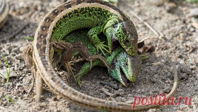 Ящерицы заставили усомниться в разнообразии форм жизни на Земле 
Когда далёкие с точки зрения биологической систематики виды приспосабливаются к одним и тем же условиям жизни, у них часто формируются похожие признаки на уровне физиологии и анатомии. Специалисты на…