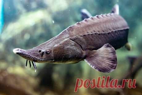 Рыба бестер: что это и почему ее называют чудом советской селекции | FisH2O 🐟 | Яндекс Дзен