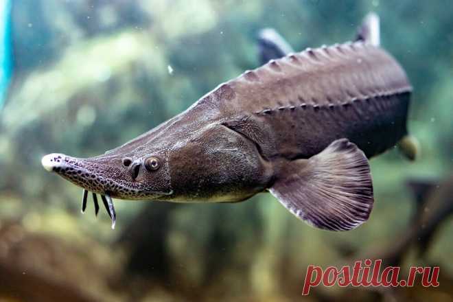 Рыба бестер: что это и почему ее называют чудом советской селекции | FisH2O 🐟 | Яндекс Дзен
