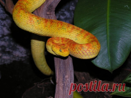 Шершавая древесная гадюка (лат. Atheris squamigera).

Вид ядовитых змей из семейства гадюковых. Место обитания: Западная и центральная Африка. Имеют разнообразную окраску: от желтого и красного до зеленого и почти синего. Обитают во влажных тропических лесах.

Обладают сильным ядом гемолитического действия, однако редко нападают на людей из-за обитания в чаще лесов.