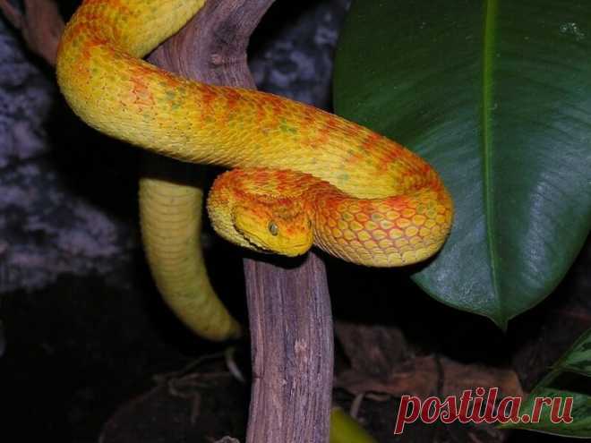 Шершавая древесная гадюка (лат. Atheris squamigera).

Вид ядовитых змей из семейства гадюковых. Место обитания: Западная и центральная Африка. Имеют разнообразную окраску: от желтого и красного до зеленого и почти синего. Обитают во влажных тропических лесах.

Обладают сильным ядом гемолитического действия, однако редко нападают на людей из-за обитания в чаще лесов.