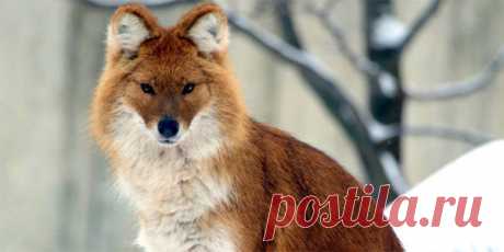 флора и фауна россии – Google Поиск