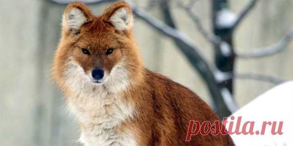 флора и фауна россии – Google Поиск