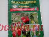 Вырастила я триходерму, и что дальше? По советам Ивана Русски ( кто не знает- это известный биолог- блогер из Беларуси) вырастила я триходерму для оздоровления почвы. Выращивала на перлите, по всем правилам...