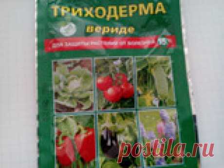 Вырастила я триходерму, и что дальше? По советам Ивана Русски ( кто не знает- это известный биолог- блогер из Беларуси) вырастила я триходерму для оздоровления почвы. Выращивала на перлите, по всем правилам...