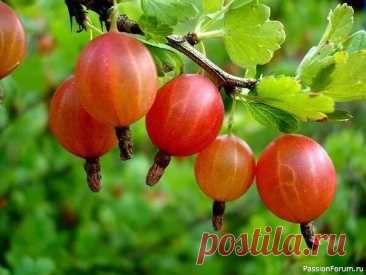 Дачникам. Почему нужно посадить крыжовник 1. Крыжовник обладает такими важными качествами, как скороплодность, высокая продуктивность, зимостойкость, ежегодное обильное плодоношение.&nbsp;2. Благодаря плотной кожице ягоды прекрасно переносят транспортировку.&nbsp;3. В плодах крыжовника много каротина, а также важных для здоровья...