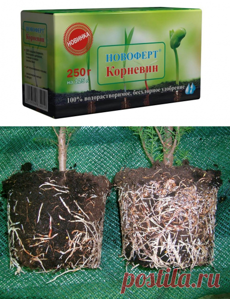 Корневин - мощный биостимулятор растений / Журнал садовода Alensel / 7dach.ru