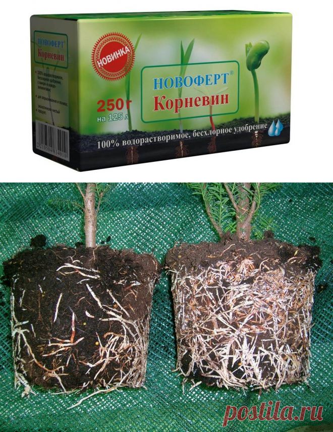 Корневин - мощный биостимулятор растений / Журнал садовода Alensel / 7dach.ru