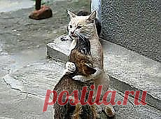 Лучше иметь достойного врага, чем подлого друга.