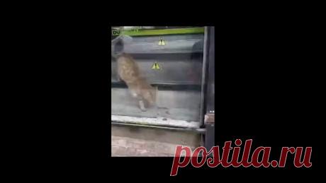 Голова прошла,остальное вытечет?