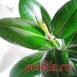 Правильная пересадка замиокулькаса в домашних условиях: секреты и техника