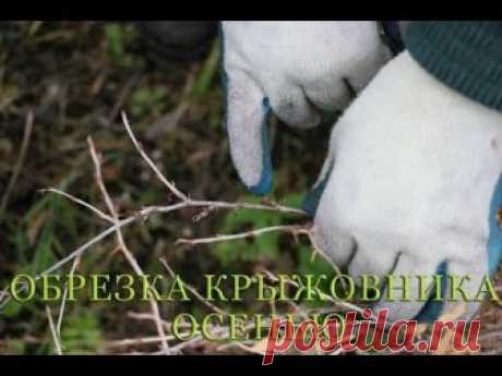 Обрезка крыжовника осенью для начинающих в картинках и с видео