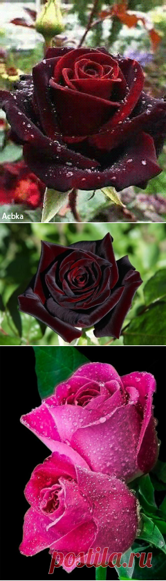 (5) Pinterest