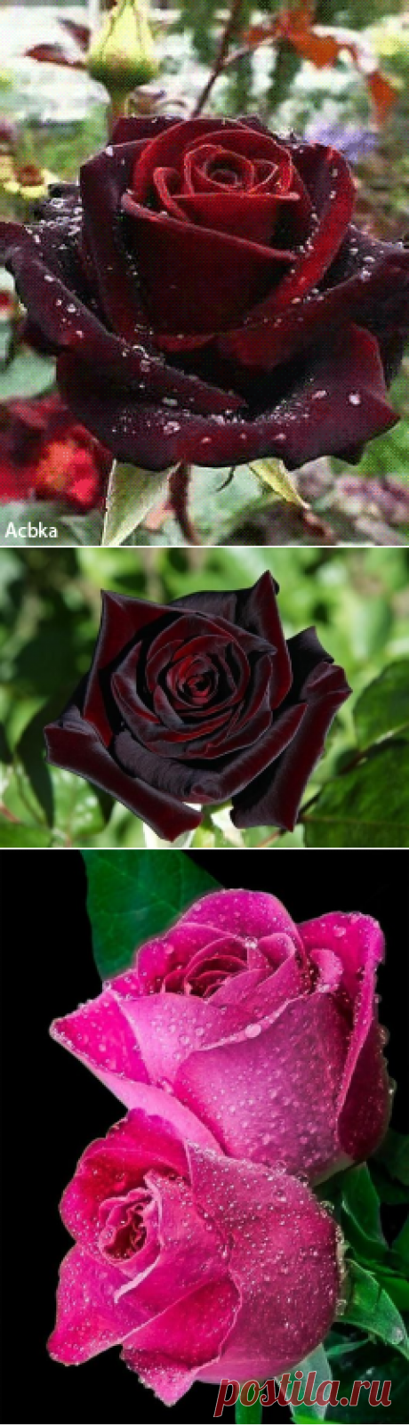 (5) Pinterest
