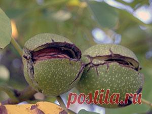 Грецкий орех – выращивание в саду, фото грецкого ореха, посадка и уход за грецким орехом, обрезка и болезни