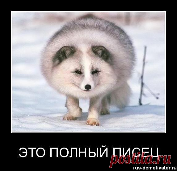 Пипец-гороскоп Знаю, что давно гуляет на просторах инета. Но смешно же. )))У вас совпало?

Если пи*ец случился у: 
ОВНА. Овен его решит. Любой пи*ец. И сразу. Сам, гордо, молча. 
ТЕЛЬЦА. Телец его решит. Потом всем …