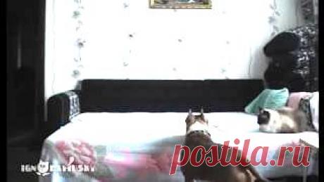 (+1) тема - Пока хозяйка не видит! | Четвероногий юмор