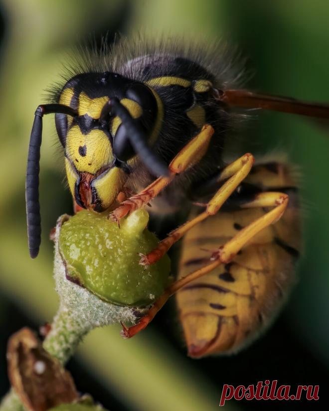 Пожужжим? 10 оригинальных макро снимков насекомых | Российское фото | Яндекс Дзен