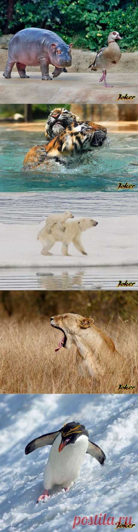 Фотоприколы о животных » Joker.VHabare.ru - Хабаровский развлекательный блог