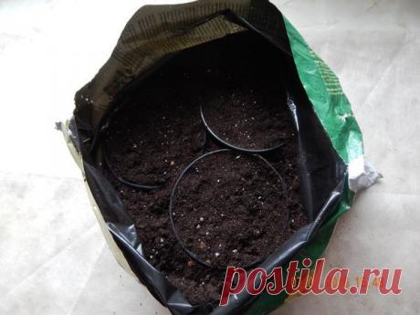 Многолетники, которым требуется холодный старт | Цветочная душа | Яндекс Дзен