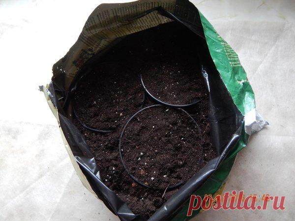 Многолетники, которым требуется холодный старт | Цветочная душа | Яндекс Дзен