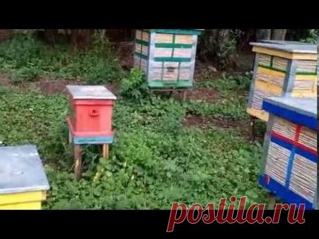 Сезон 2014года. Ульи из камыша.