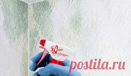 Как избавиться от грибка в ванной (на плитке, швах, потолке) народными и химическими средствами