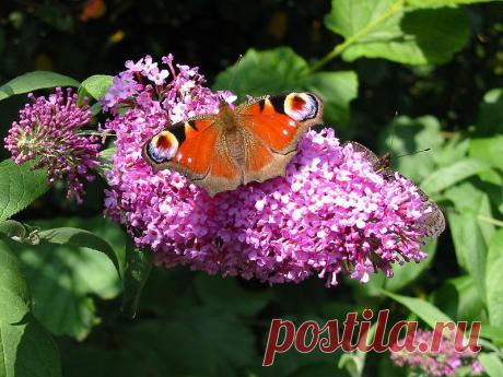 Лучшие декоративные деревья и кустарники для средней полосы и юга России