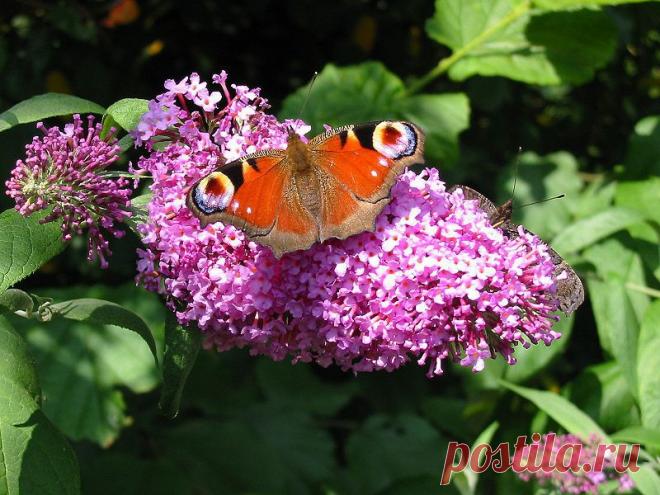 Лучшие декоративные деревья и кустарники для средней полосы и юга России