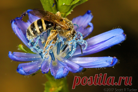 Pollen Goes Well With Stripes I found this tiny solitary bee dusted with the white pollen of this chicory plant. His head is buried in the flower so this is a real BBB. HBBBT everyone!
