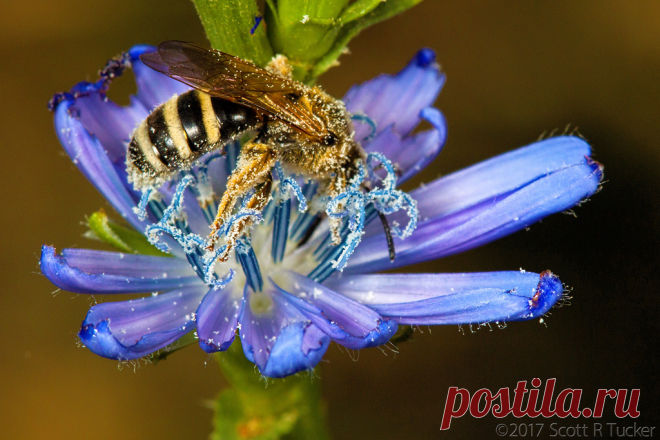 Pollen Goes Well With Stripes I found this tiny solitary bee dusted with the white pollen of this chicory plant. His head is buried in the flower so this is a real BBB. HBBBT everyone!