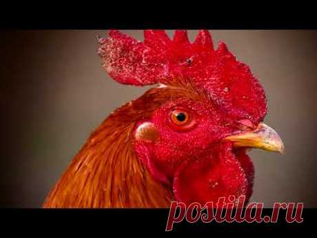 Куры породы Кучинская Юбилейная