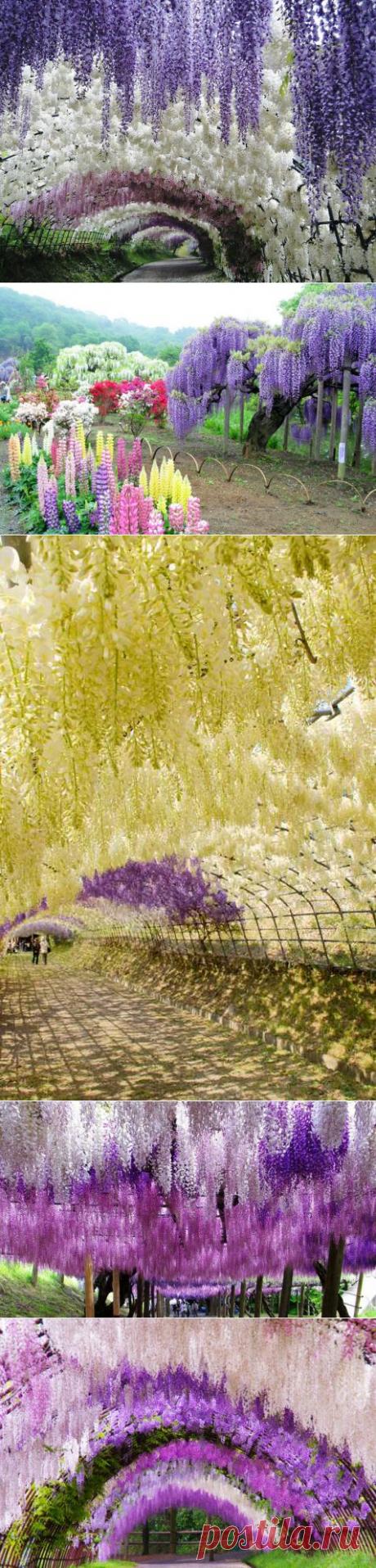 Тоннель глициний в японском саду цветов Кавати Фудзи (30 фото)